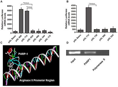 Poly (ADP-Ribose) Polymerase 1 Mediated Arginase II Activation Is Responsible for Oxidized LDL-Induced Endothelial Dysfunction